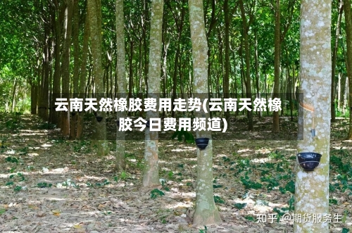 云南天然橡胶费用走势(云南天然橡胶今日费用频道)