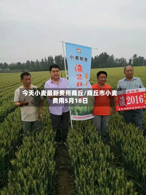 今天小麦最新费用商丘/商丘市小麦费用5月18日