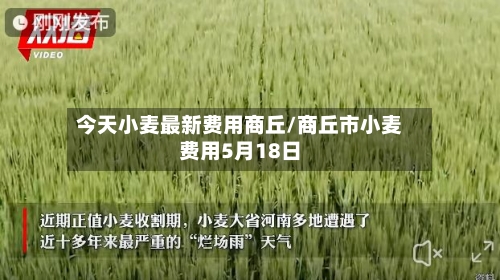 今天小麦最新费用商丘/商丘市小麦费用5月18日-第3张图片