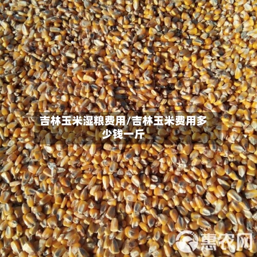 吉林玉米湿粮费用/吉林玉米费用多少钱一斤-第2张图片