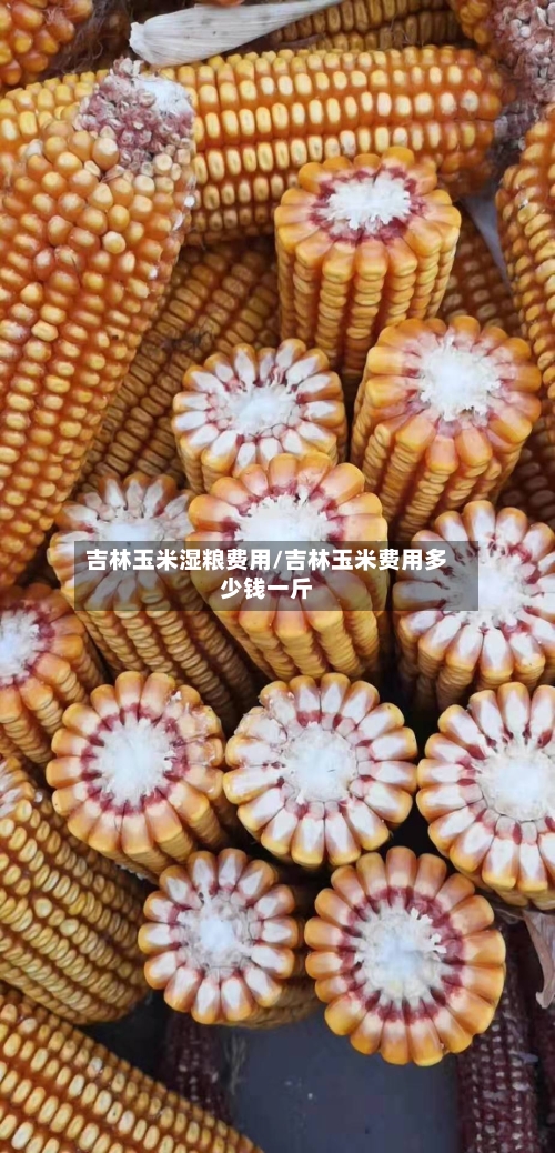 吉林玉米湿粮费用/吉林玉米费用多少钱一斤