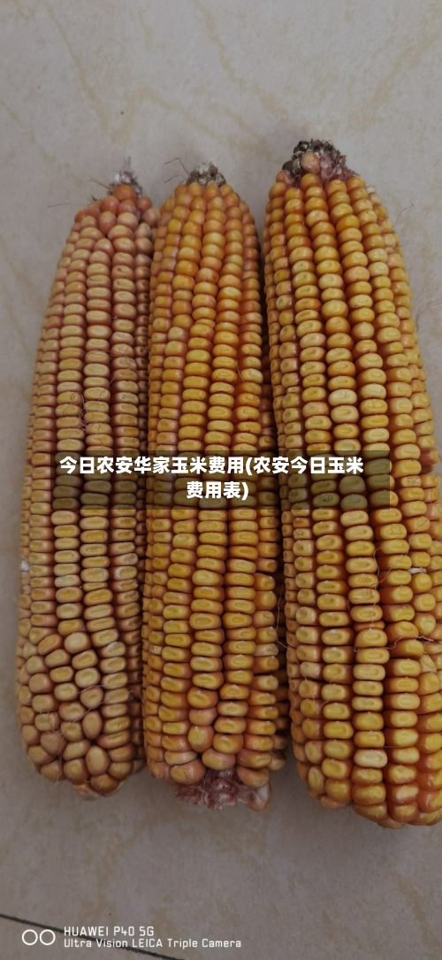 今日农安华家玉米费用(农安今日玉米费用表)-第2张图片