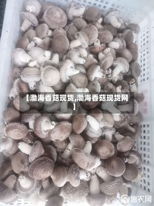 【渤海香菇现货,渤海香菇现货网】