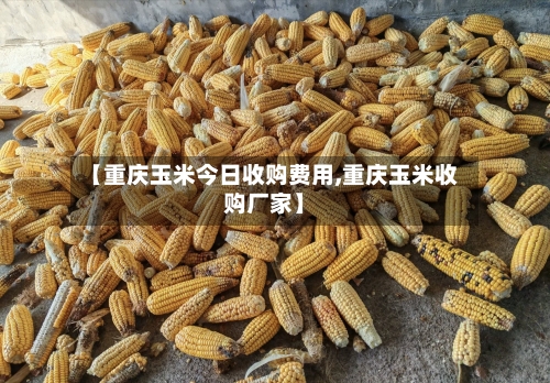 【重庆玉米今日收购费用,重庆玉米收购厂家】-第3张图片