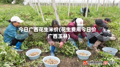 今日广西花生米价(花生费用今日价广西玉林)-第2张图片