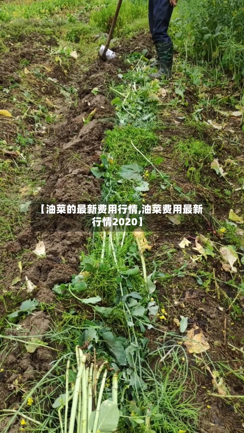 【油菜的最新费用行情,油菜费用最新行情2020】
