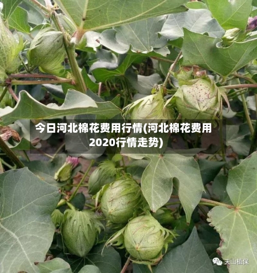 今日河北棉花费用行情(河北棉花费用2020行情走势)-第2张图片